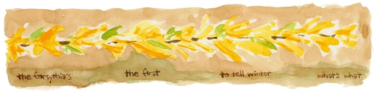 Forsythia by Franklin Einspruch