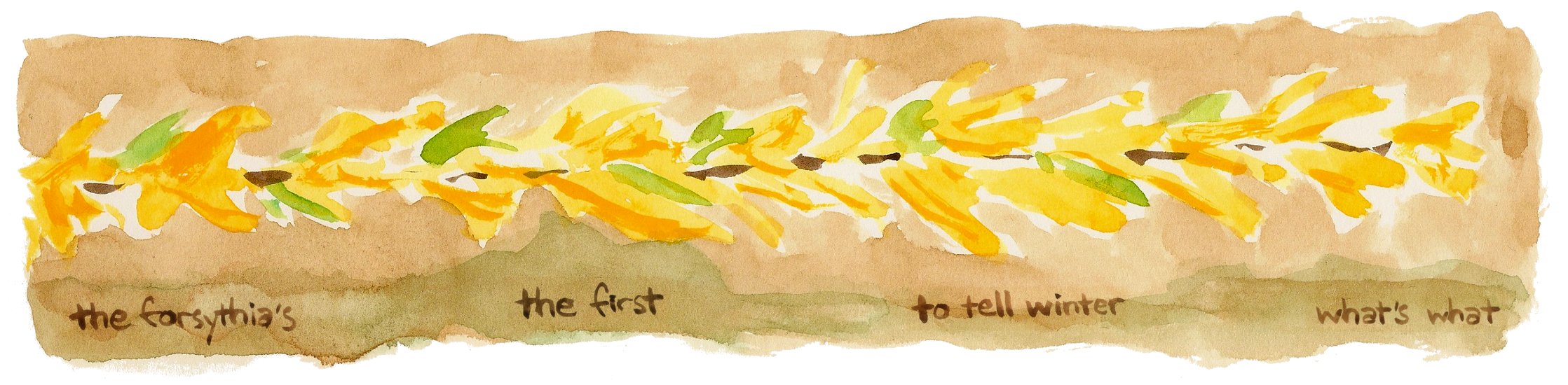 Forsythia by Franklin Einspruch